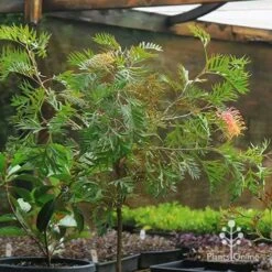 Grevillea Strawberry Pops 34 Grevillea Strawberry Pops -Green Plant Corner apo strawberry pops motherstock pot