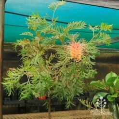 Grevillea Strawberry Pops 39 Grevillea Strawberry Pops -Green Plant Corner apo strawberry pops motherstock young