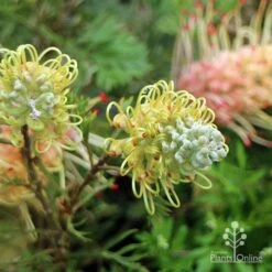 Grevillea Strawberry Sundae -Green Plant Corner apo strawberry sundae flowerbuds