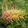 Grevillea Strawberry Sundae -Green Plant Corner apo strawberry sundae grevillea flower