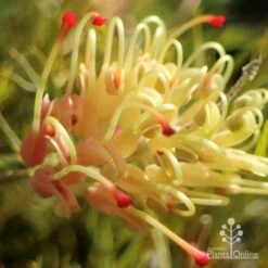 Grevillea Strawberry Sundae -Green Plant Corner apo strawberry sundae grevillea sun
