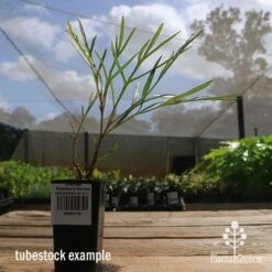 Grevillea Strawberry Sundae -Green Plant Corner apo strawberry sundae tubestock side