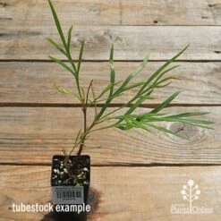 Grevillea Strawberry Sundae -Green Plant Corner apo strawberry sundae tubestock top