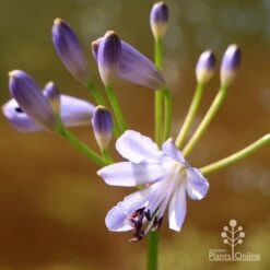 Agapanthus Streamline 21 Agapanthus Streamline -Green Plant Corner apo streamline flower closeup
