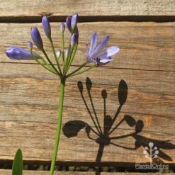 Agapanthus Streamline 29 Agapanthus Streamline -Green Plant Corner apo streamline flower shadow
