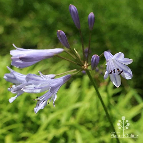 Agapanthus Streamline 12 Agapanthus Streamline - Image 10