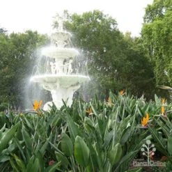 Strelitzia Reginae - Bird Of Paradise 14 Strelitzia Reginae - Bird Of Paradise -Green Plant Corner apo strelitzia carlton gardens