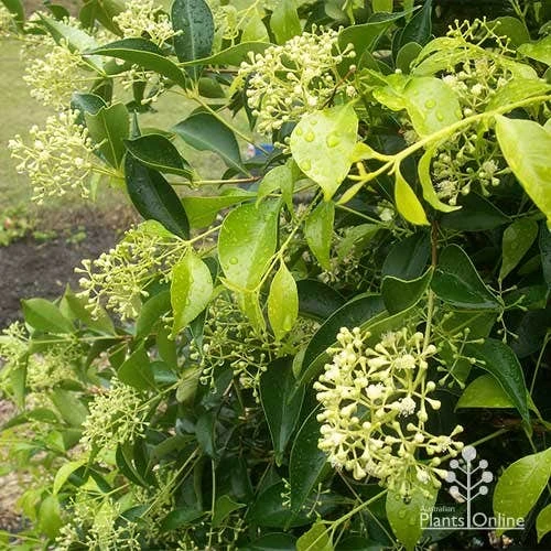 Acmena Sublime 3 Acmena Sublime