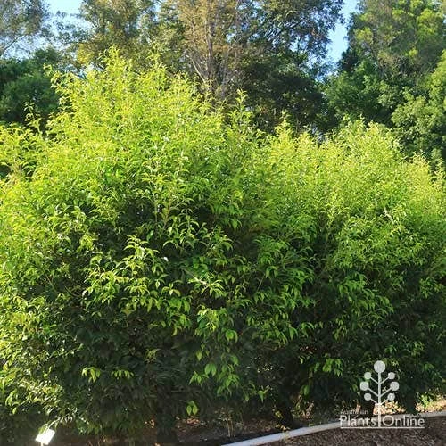 Acmena Sublime 10 Acmena Sublime - Image 8