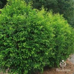 Acmena Sublime 11 Acmena Sublime -Green Plant Corner apo sublime hedge unclipped 2