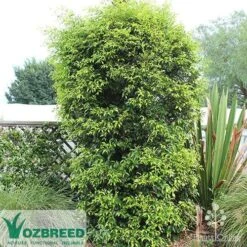 Acmena Sublime 12 Acmena Sublime -Green Plant Corner apo sublime mature ozbreed