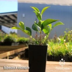 Acmena Sublime 16 Acmena Sublime -Green Plant Corner apo sublime tubestock smaller