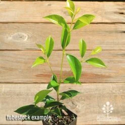 Acmena Sublime 13 Acmena Sublime -Green Plant Corner apo sublime tubestock top