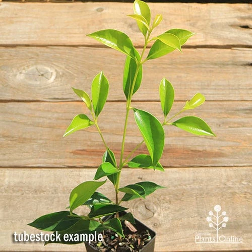 Acmena Sublime 6 Acmena Sublime - Image 4