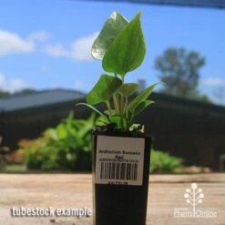 Anthurium Success Red 12 Anthurium Success Red -Green Plant Corner apo success red tubestock