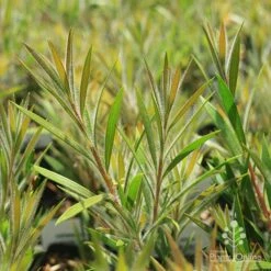 Callistemon Summer Days™ -Green Plant Corner apo summer days callistemon foliage