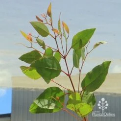 Eucalyptus Summer Scentsation - Flowering Gum -Green Plant Corner apo summer scentsation foliage