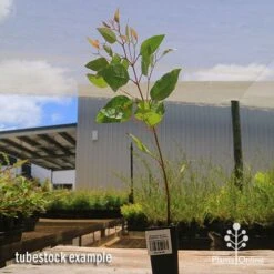 Eucalyptus Summer Scentsation - Flowering Gum -Green Plant Corner apo summer scentsation tubestock 1