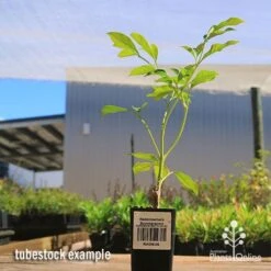 Radermachera Summerscent -Green Plant Corner apo summerscent tubestock