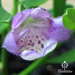 Eremophila Summertime Blue - Emu Bush -Green Plant Corner apo summertime blue eremophila flower macro