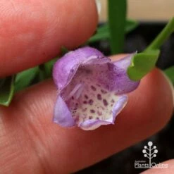 Eremophila Summertime Blue - Emu Bush -Green Plant Corner apo summertime blue eremophila flower size