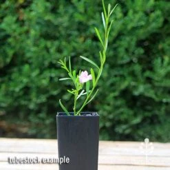 Eremophila Summertime Blue - Emu Bush -Green Plant Corner apo summertime blue eremophila tubestock