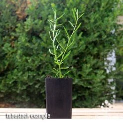 Eremophila Summertime Blue - Emu Bush -Green Plant Corner apo summertime blue eremophila tubestock2