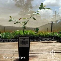 Blueberry Sunshine Blue -Green Plant Corner apo sunshine blue tubestock side