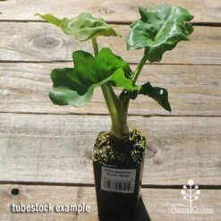 Philodendron Super Atom -Green Plant Corner apo super atom tubestock chunky top