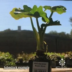Philodendron Super Atom -Green Plant Corner apo super atom tubestock chunky 1