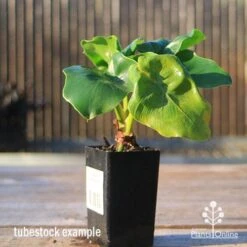 Philodendron Super Atom -Green Plant Corner apo super atom tubestock front