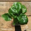 Philodendron Super Atom -Green Plant Corner apo super atom tubestock top