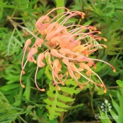 Grevillea Superb -Green Plant Corner apo superb grevillea