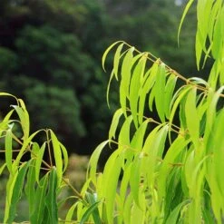 Waterhousea Sweeper - Weeping Lilly Pilly -Green Plant Corner apo sweeper foliage