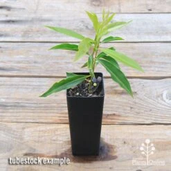 Waterhousea Sweeper - Weeping Lilly Pilly -Green Plant Corner apo sweeper tubetock