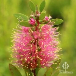Callistemon Sweet Burst -Green Plant Corner apo sweet burst callistemon flower