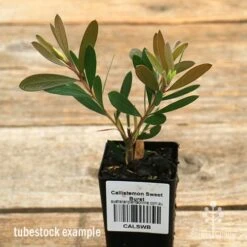 Callistemon Sweet Burst -Green Plant Corner apo sweet burst tubestock