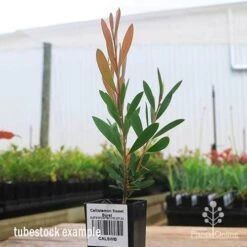 Callistemon Sweet Burst -Green Plant Corner apo sweet burst tubestock colour