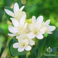 Murraya Sweet Privacy 16 Murraya Sweet Privacy -Green Plant Corner apo sweet privacy flowers