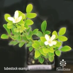 Murraya Sweet Privacy 21 Murraya Sweet Privacy -Green Plant Corner apo sweet privacy isolated