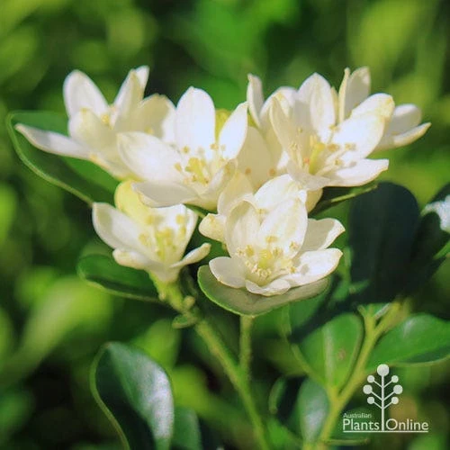 Murraya Sweet Privacy 4 Murraya Sweet Privacy - Image 2