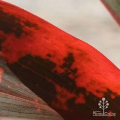 Cordyline Fruticosa Tangelo 30 Cordyline Fruticosa Tangelo -Green Plant Corner apo tangelo closeup