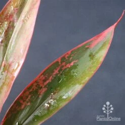 Cordyline Fruticosa Tangelo 27 Cordyline Fruticosa Tangelo -Green Plant Corner apo tangelo leaf