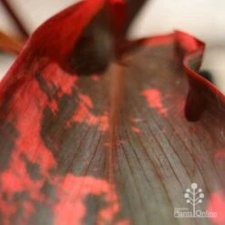 Cordyline Fruticosa Tangelo 22 Cordyline Fruticosa Tangelo -Green Plant Corner apo tangelo leaf close