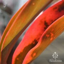 Green Plant Corner 17 Green Plant Corner -Green Plant Corner apo tangelo leaf colours