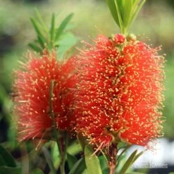 Callistemon Tangerine Dream -Green Plant Corner apo tangerine dream callistemon