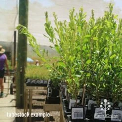 Callistemon Tangerine Dream -Green Plant Corner apo tangerine dream tall tubestocks