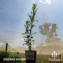 Callistemon Tangerine Dream -Green Plant Corner apo tangerine dream tubestock