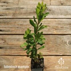 Callistemon Tangerine Dream -Green Plant Corner apo tangerine dream tubestock top