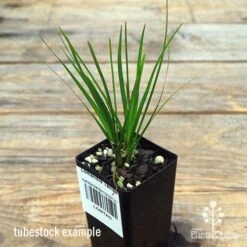 Lomandra Tanika -Green Plant Corner apo tanika tubestock
